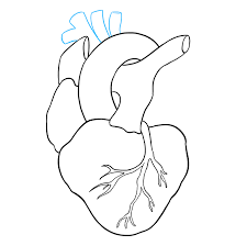 How To Draw A Human Heart Really Easy Drawing Tutorial Drawings Heart Drawing Easy Drawings
