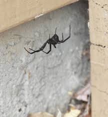 Find out here why their storybook relationship came to an end several years later in. Black Widow And Recluses Alabama Cooperative Extension System