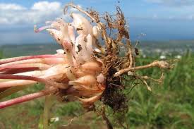 Image result for Oxalis latifolia