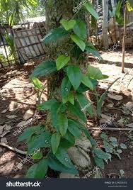 Image result for Tiliacora