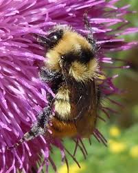 Image result for Bombus cingulatus