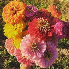 We did not find results for: Calhoun Flower Farms