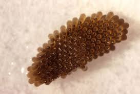 2 how do mosquitoes survive during freezing and drought seasons? Why Are Mosquitoes Attracted To Water Mosquitocontrol Net
