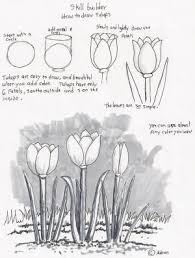 Adron S Art Lesson Plans How To Draw Tulips A Beginners Drawing Lesson By Olg Drawing Tutorials For Beginners Beginner Drawing Lessons Drawing For Beginners