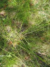 Image result for Rhynchospora rugosa