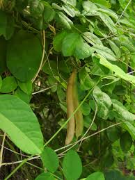 Image result for Clitoria