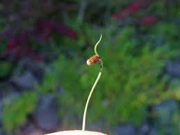 Image result for Lipocarpha