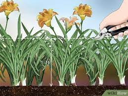 Peonies rarely require division, so you can go 10 or more years before disturbing a healthy clump of plants. How To Divide Daylilies 12 Steps With Pictures Wikihow