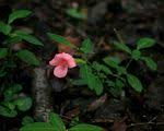 Image result for Barleria tanzaniana