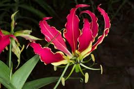 Top 10 Most Expensive Flowers In The World 2021 Wonderslist