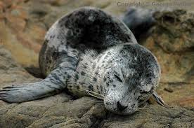 Life In The Seas Pup Seal Sleeping Cute Seals Seal Pup Harbor Seal