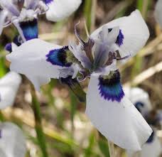 Image result for Moraea bella