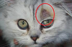 الفطريات Ringworm فى القطط والكلاب Oasis Pet Clinic فيسبوك