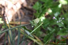 Image result for Lobelia petiolata