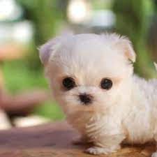 en tatli kopekler sevimli hayvan yavrulari hayvan komik hayvan