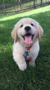 stop being so cute lol on hear lol sine sweet to topuppysocute sevimli hayvan yavrulari sevimli kopek yavrulari yavru kopek