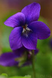 We did not find results for: Penny Stanzak Pike On Twitter Violet Flower Flowers Photography Beautiful Flowers