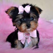 Yorkie puppies for sale in texas. Tiny Teacup Chihuahua Puppies For Sale In San Antonio Tx Pets Lovers