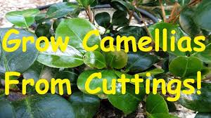 How To Grow Propagate Camellias From Cuttings In 2020 Camellia Plant Camellia Propagation