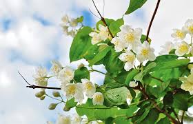 It is native to the himalayas, and is considered sacred throughout. How To Turn Garden Plants And Weeds Into Perfume