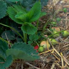 And it sure makes a strawberry patch look like a strawberry patch! Alan Titchmarsh S Tip For Growing Strawberries Using Carpet Underlay