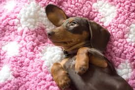 Check spelling or type a new query. Cutest Dachshund Photos Popsugar Pets