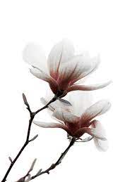 Magnolia Flower Pink White Minimalist Wall Print By Galleryzooart 45 00 Magnolia Flower Flower Painting Trendy Flowers