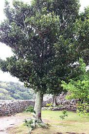 Image result for Garcinia huillensis