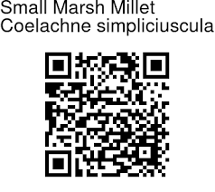 Image result for Coelachne