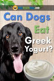 Is yogurt good for dogs with allergies? Some People Foods Are Dangerous For Dogs Is Greek Yogurt One Of Them Can Dogs Eat Greek Yogurt Let S Read An Eat Greek Greek Yogurt For Dogs Can Dogs Eat