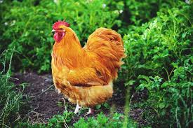 Best types of chicken breeds for beautiful colorful eggs right in your backyard. 11 Best Meat Chickens To Breed And Raise In Your Backyard