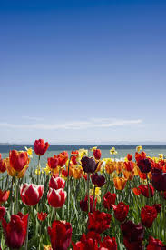 Blumeninsel Mainau Im Fruhling Http Www Travelbook De Deutschland Bodensee Die 9 Besten Tipps Fuer Urlaub Am Schwaebisch Bodensee Urlaub Urlaubsideen Reisen