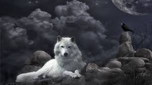 53 white wolf hd wallpapers and background images. 75 White Wolf Wallpaper On Wallpapersafari