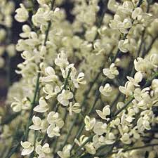 Image result for Cynanchum praecox