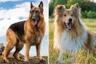 German Shepherd Collie Mix – What You Need To Know About ...