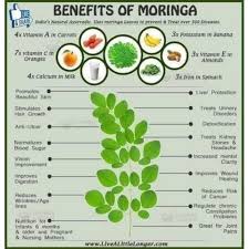 Maybe you would like to learn more about one of these? Buy 5 10 Pcs Moringa Plant Seeds Biji Benih Pokok Kelor Seetracker Malaysia