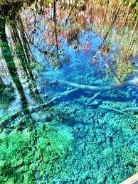 Visiting silver springs state park? Silver Springs State Park Florida