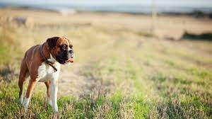 Boxer Dog Wallpaper Free Download Boxer Dogs Dog Wallpaper Dog Breed Info