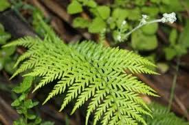 Image result for Pityrogramma