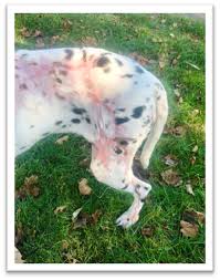 The dalmatian is a courageous dog breed who is very loyal to their family. Two Nepali Street Dogs Travel 7 000 Miles To New Homes In The Us The Bark