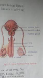600x487 drawing human anatomy for beginners best 25 human body. Draw Neat And Well Labelled Diagram Of Human Male Reproductive System Brainly In