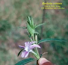 Image result for Barleria rigida
