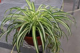 Image result for Chlorophytum