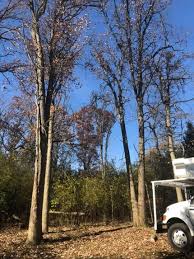 Get 4 free estimates now. Arborist I Round Lake Il I Acer Tree Service