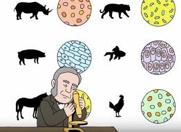 Check spelling or type a new query. Cell Theory And The Feuds Behind It The Scholarly Kitchen