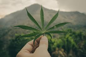 Marijuana wallpaper hd its wallpapers. 420 Weed Wallpapers Collection All Hd Wallpapers