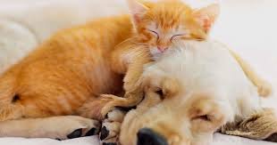 Cats with flutd also tend to lick themselves excessively and may urinate outside the litter box, often on cool, smooth surfaces like a tile floor or a bathtub. Are Easter Lily Plants Poisonous To Cats