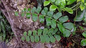 Image result for Anemiaceae