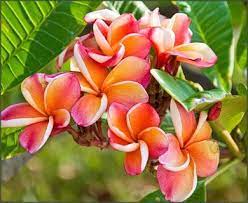 Plumeria Plant Pink Rainbow Potted Plumeria Easy To Grow Bulbs Plants