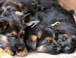 High to low nearest first. German Shepherd Puppies For Rehoming Home Facebook